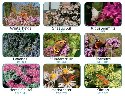 Een vlindertuin maken met boeketcadeau.nl